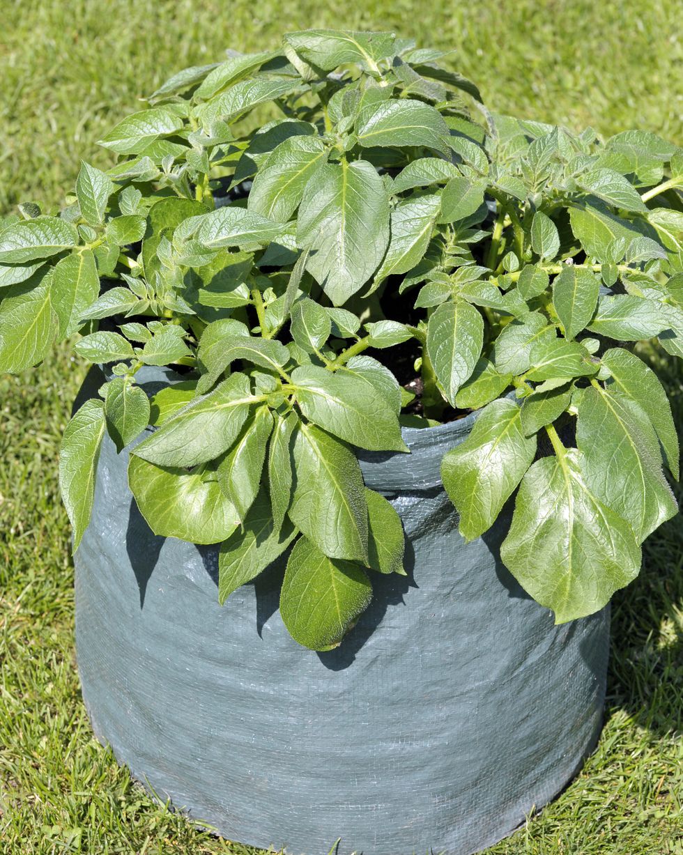container gardening vegetables potatoes
