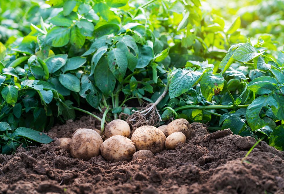potatoes in the field.