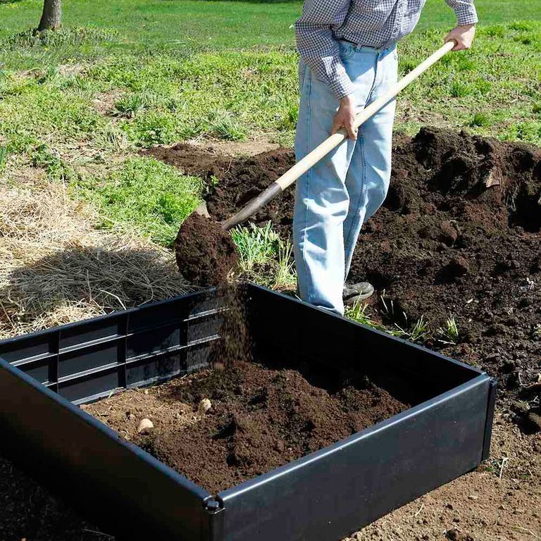 man planting potatoes in a raised bed