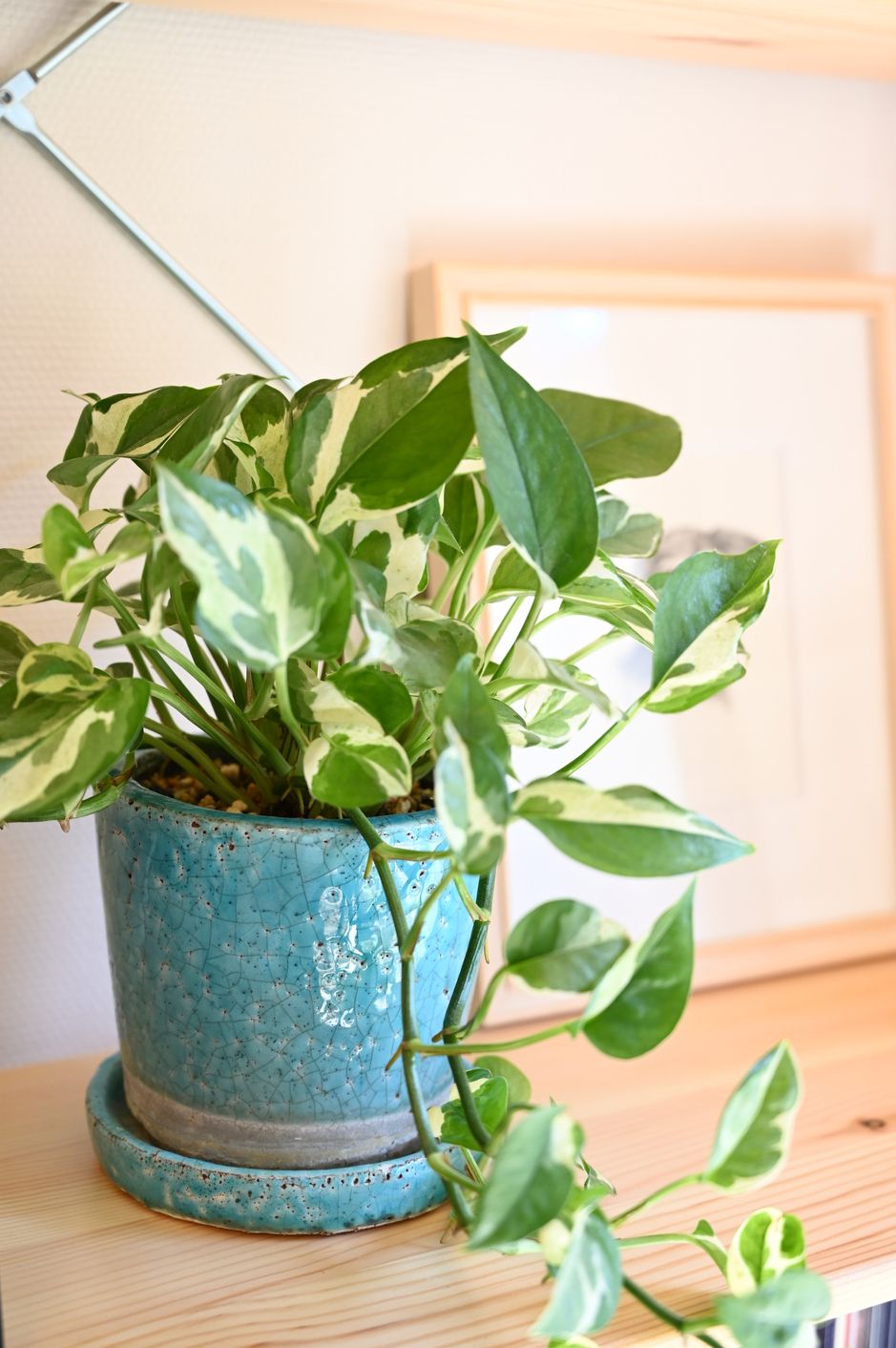 10 Best Indoor Plants to Improve Your Health and Home