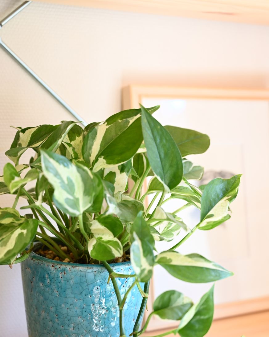 pothos, a houseplant presented in a stylish environment