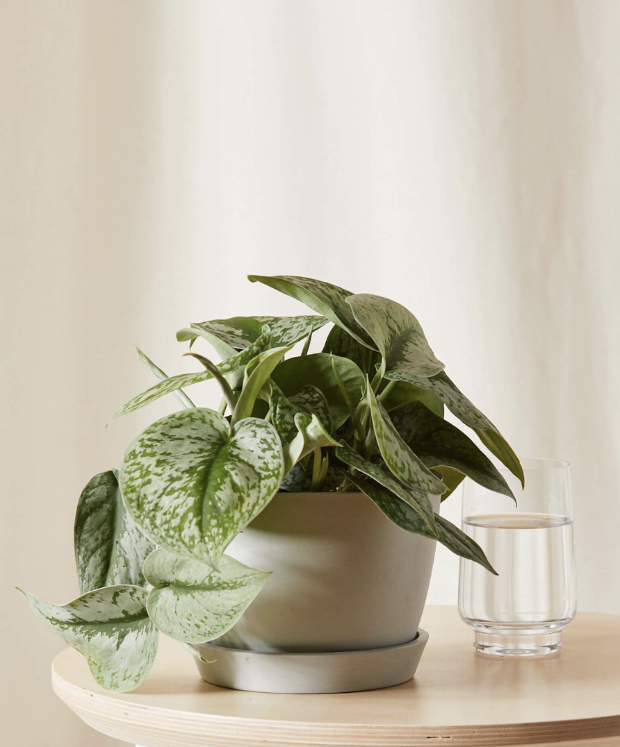 Essentials For Indoor Plants: 16 Indoor Gardening Must Haves