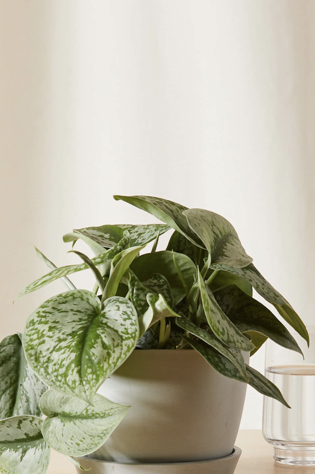 Indoor plant vibe : r/IndoorGarden