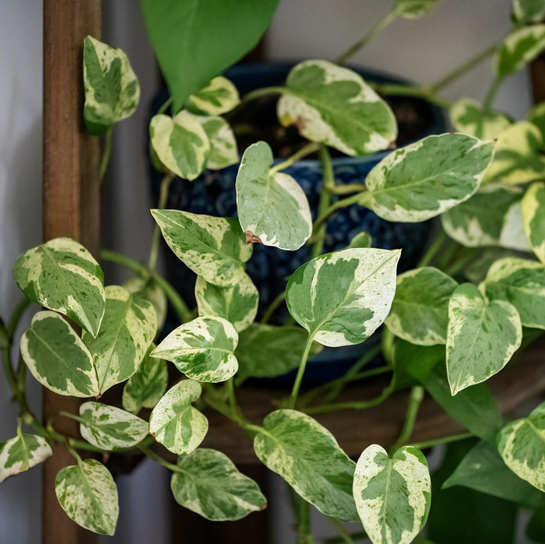 pothos leaves