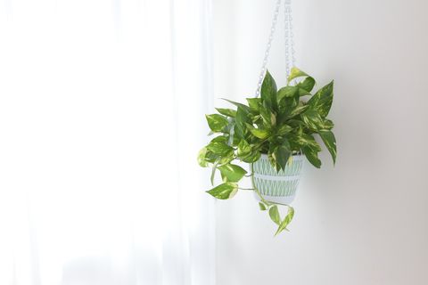 pothos   indoor hanging plant