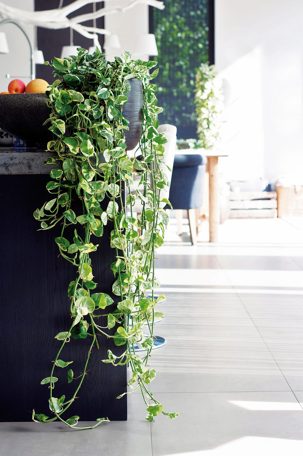 plantas de interior poto