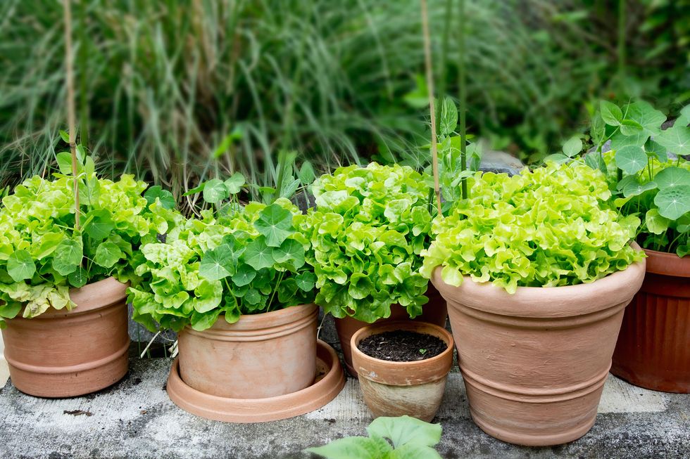Flowerpot, Plant, Flower, Herb, Houseplant, Flowering plant, Garden, Annual plant, Groundcover, geranium, 