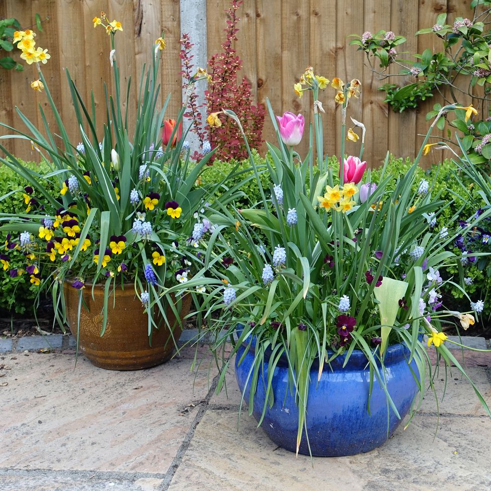 Pots containing spring flowers on a patio
