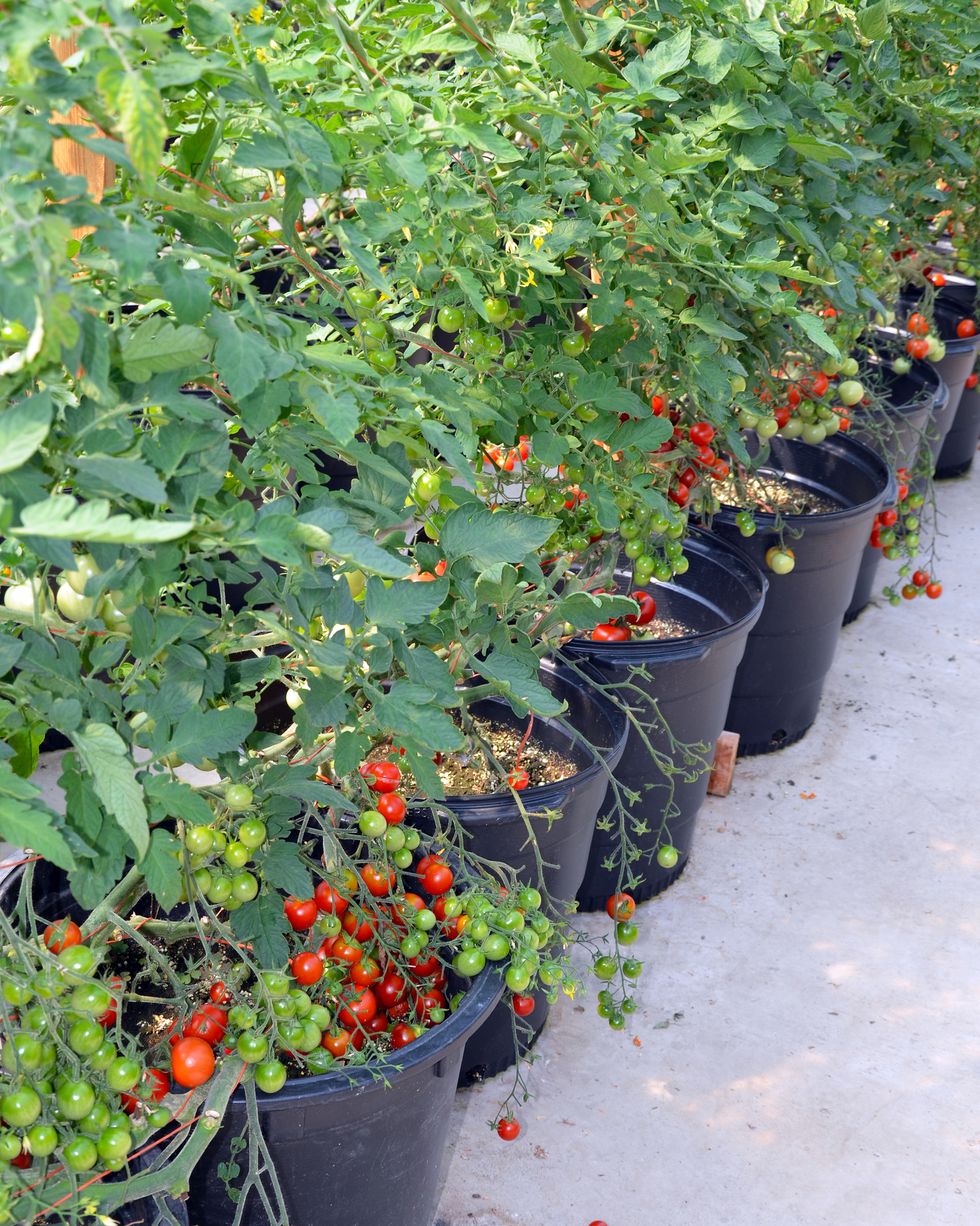 container gardening vegetables tomatoes