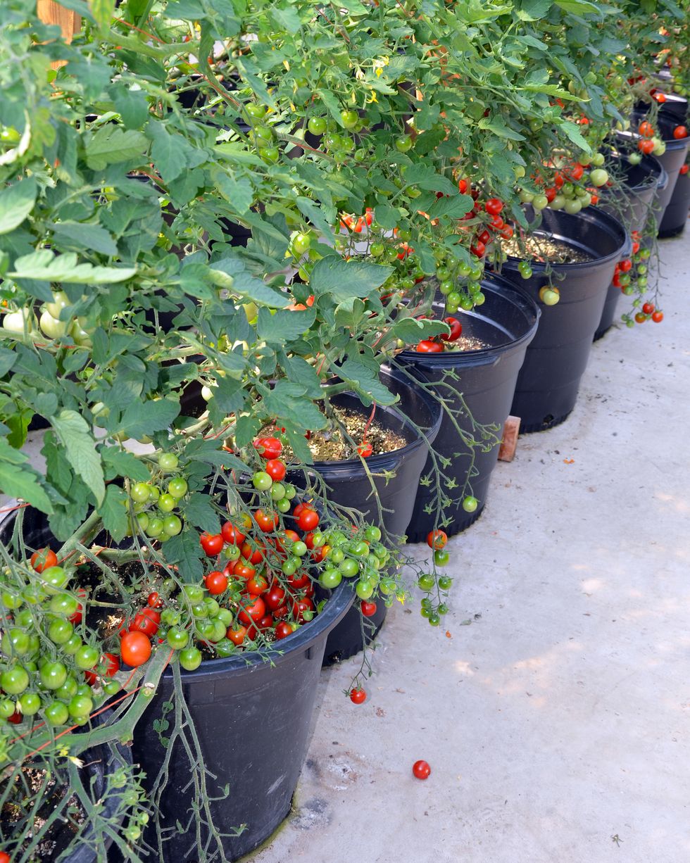 container gardening vegetables tomatoes