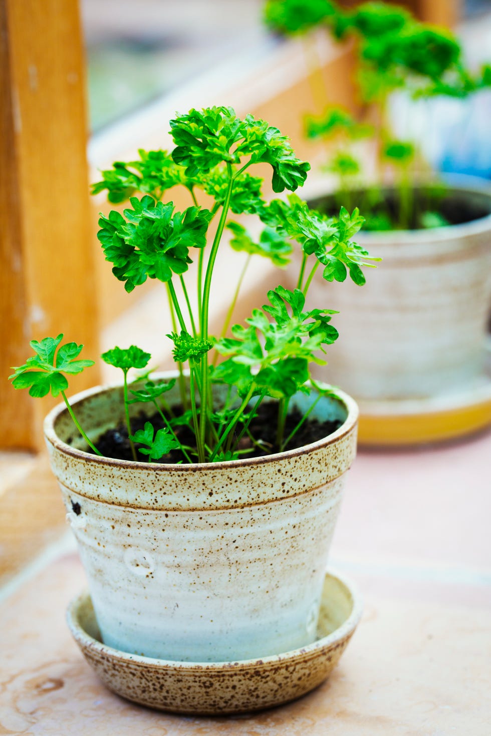 15 plantas perfectas para colocar en la cocina y decorar