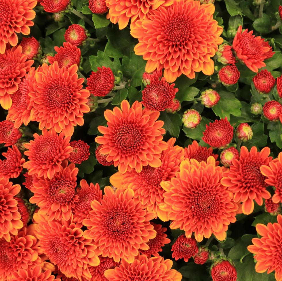 orange flowers mums