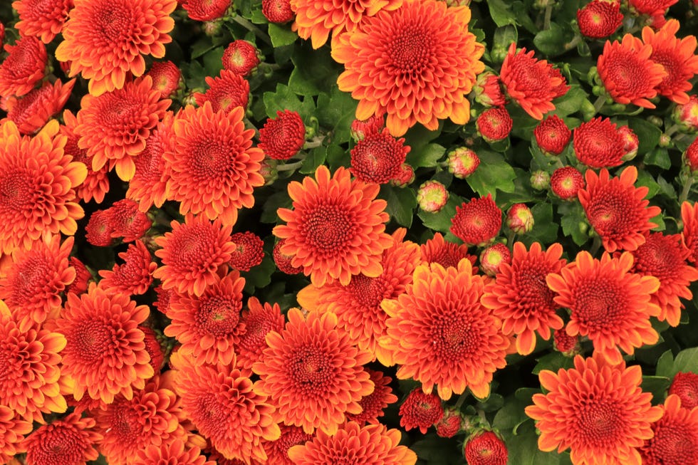 potted blooming orange chrysanthemum viewed directly from above