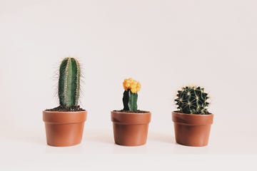 potted cactus against white background