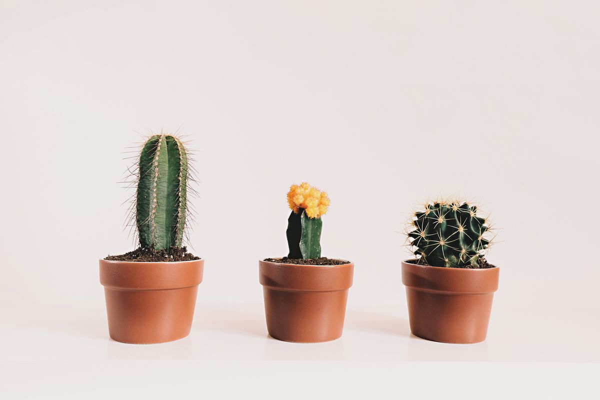 potted cactus against white background