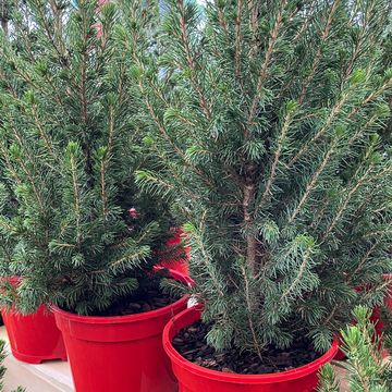 stock photo showing garden centre interior with group of real, dwarf spruce christmas trees picea planted in red, plastic plant pots