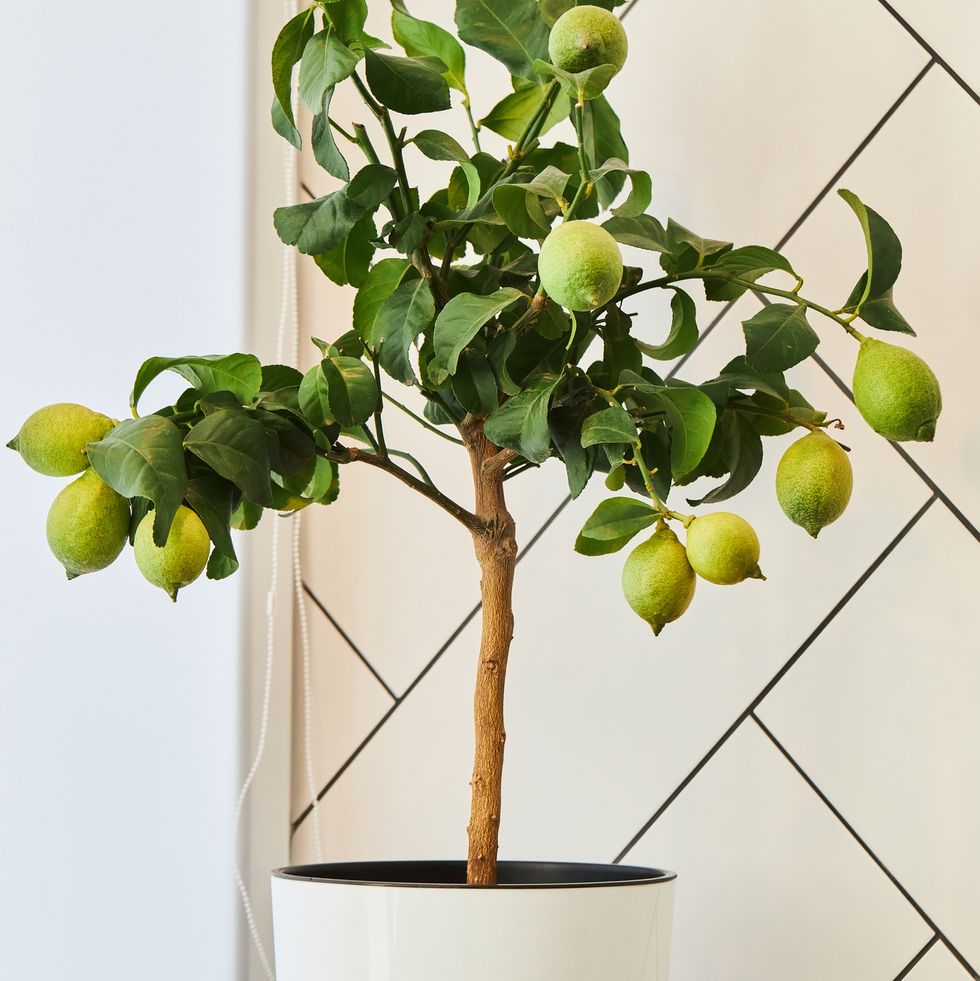 a lemon tree with green lemon fruits growing in a pot potted house plants