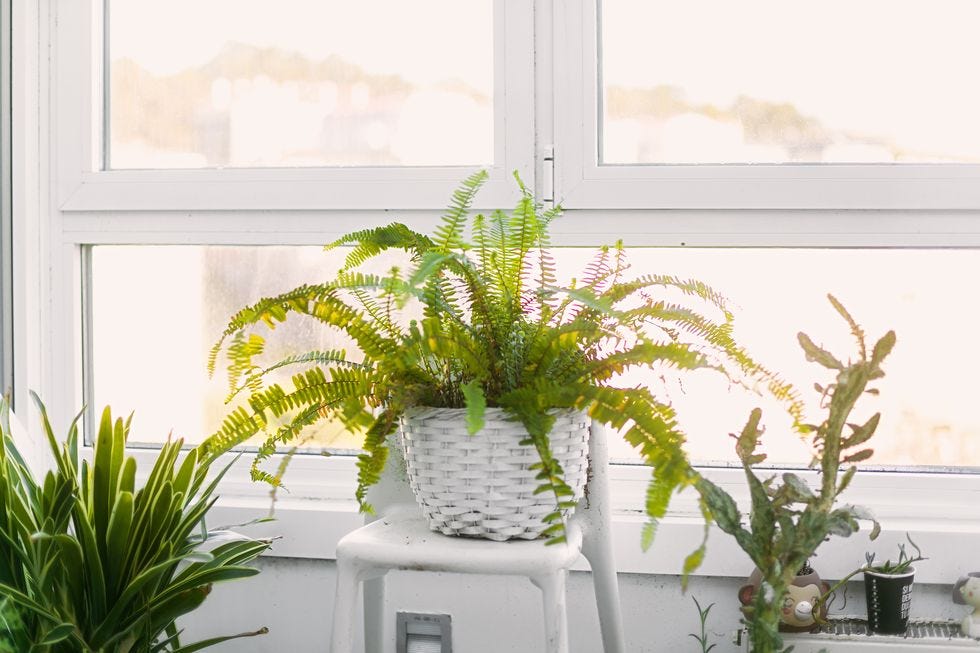 a white potted plant in front of a window