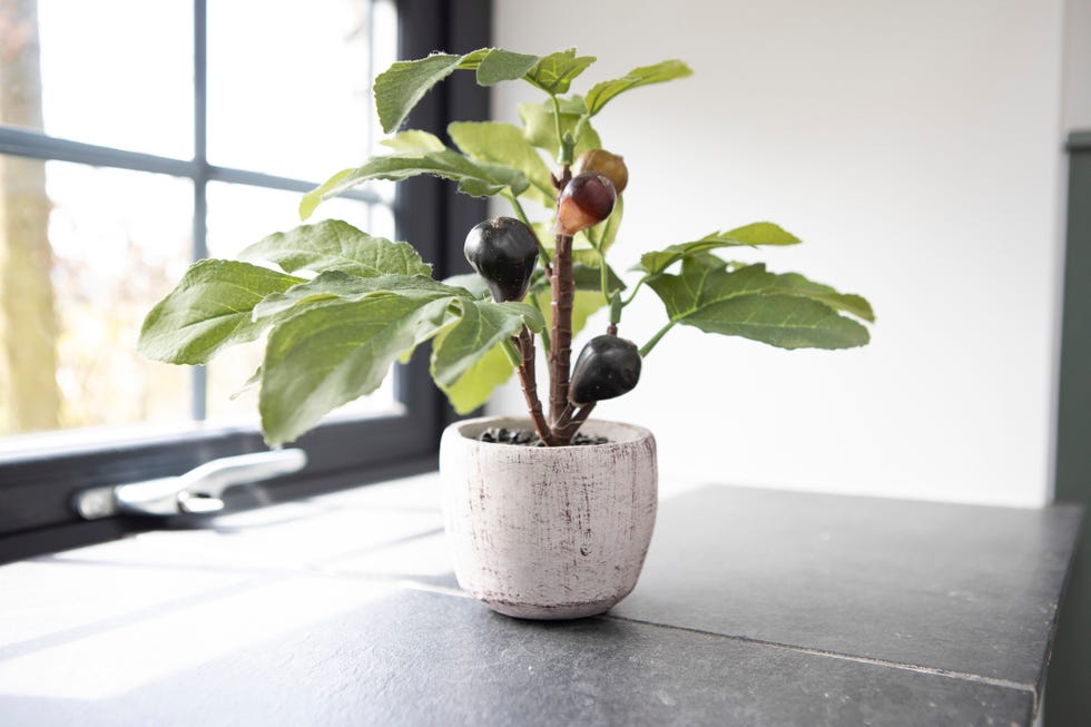 potted fig plant on a window sill