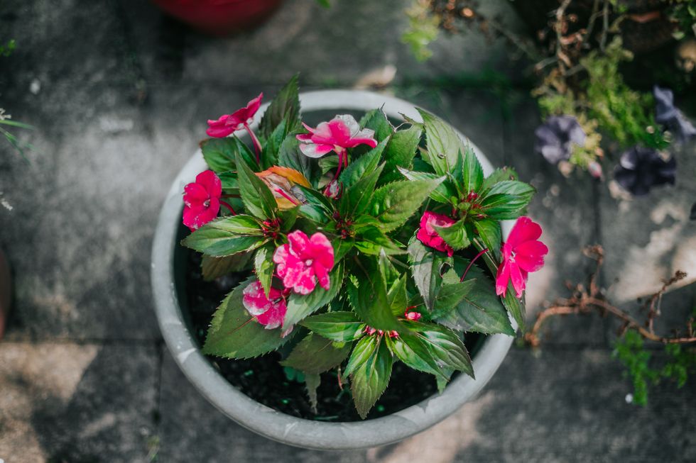 potted flowers in back yard