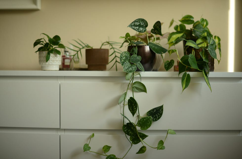 potted green plants on white cabinet