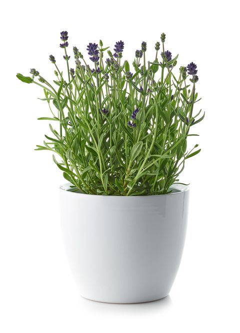 lavender in a white flower pot isolated on white background