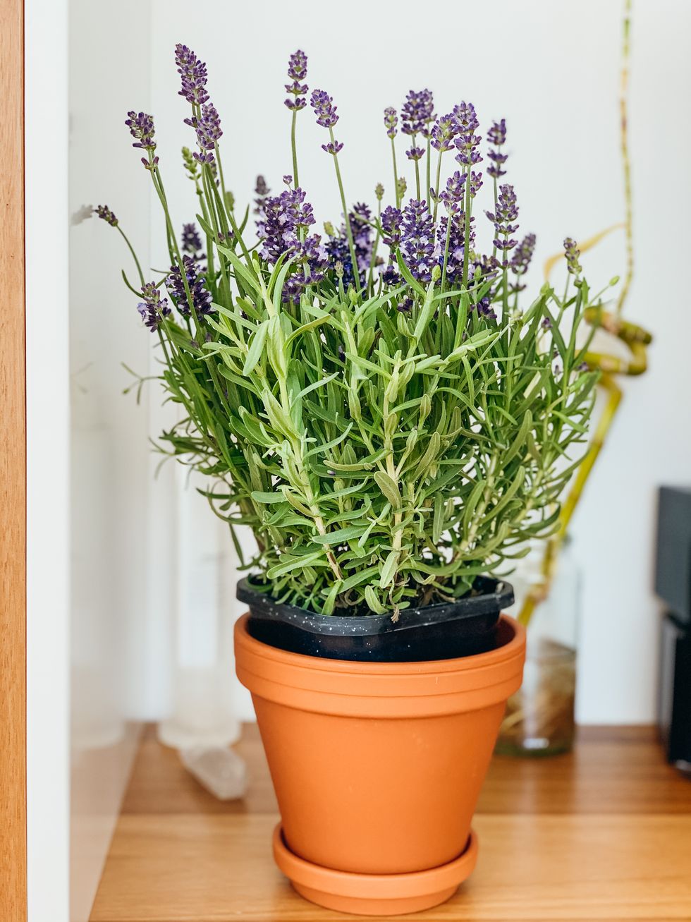 good luck plants lavender