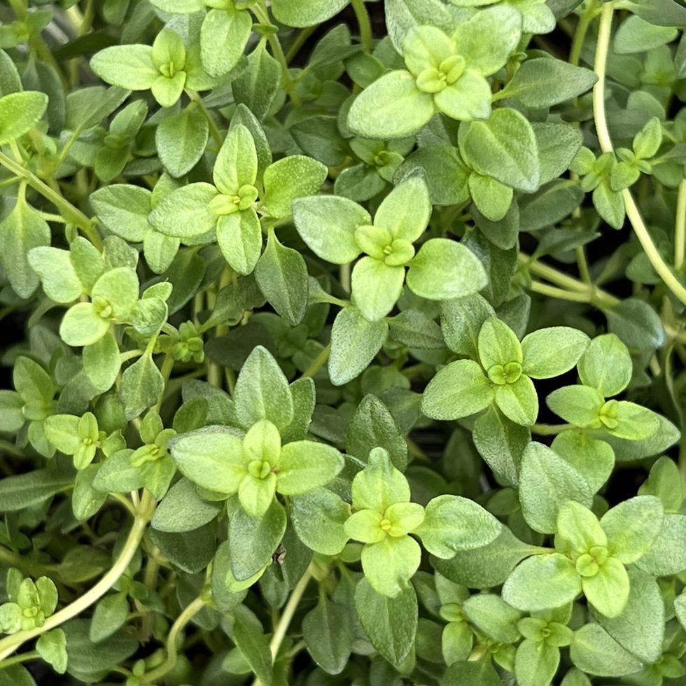potted lemon thyme viewed from above