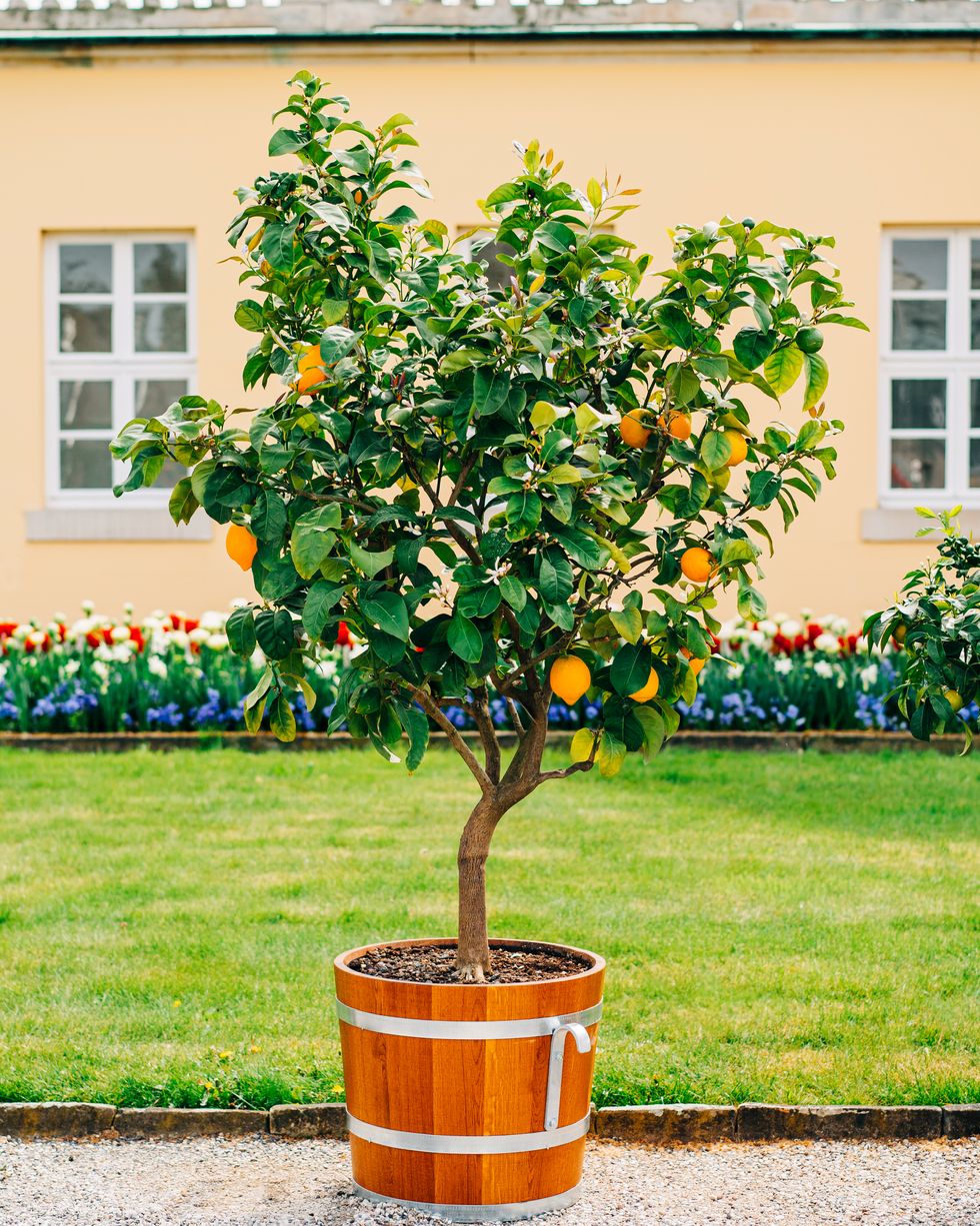 potted lemons in the garden
