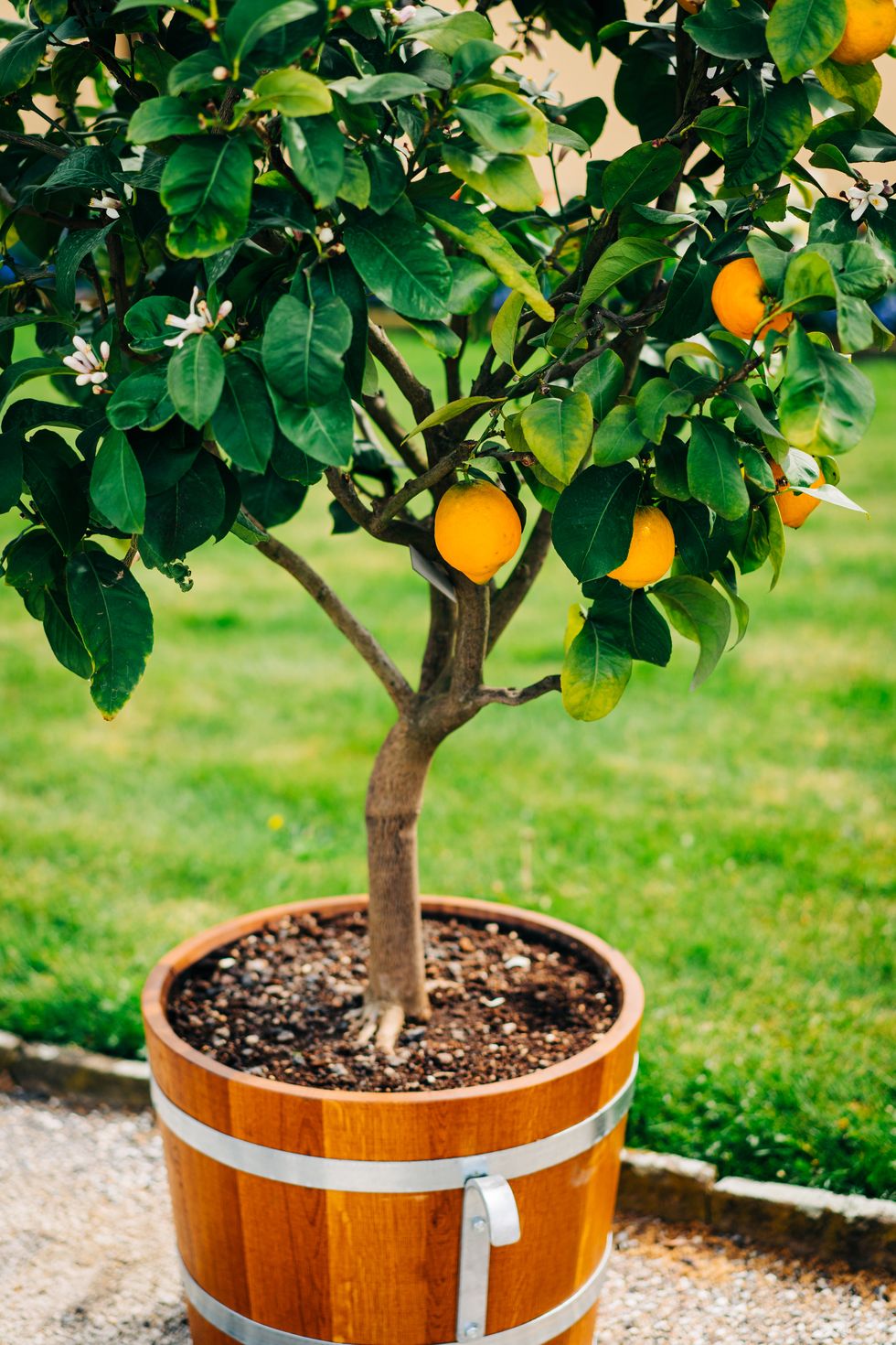 potted lemons in the garden