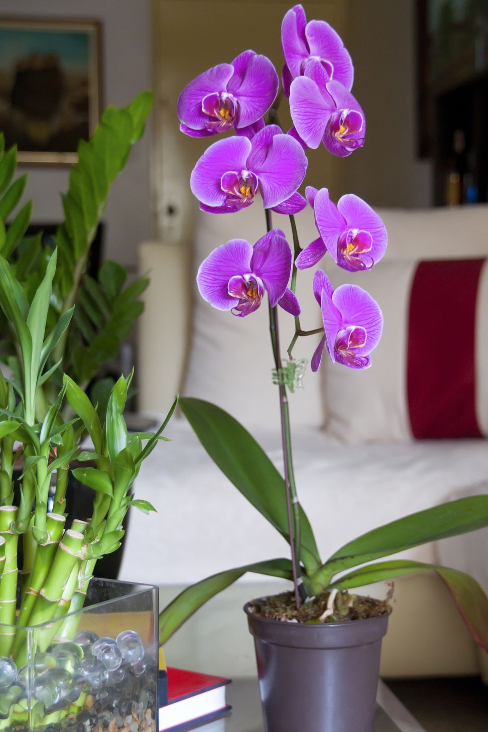 potted orchid flower on table in living room
