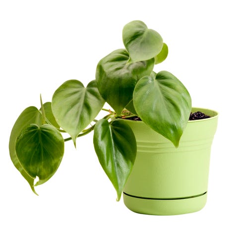 9 Best Feng Shui Plants to Bring Positive Energy Into Your Home