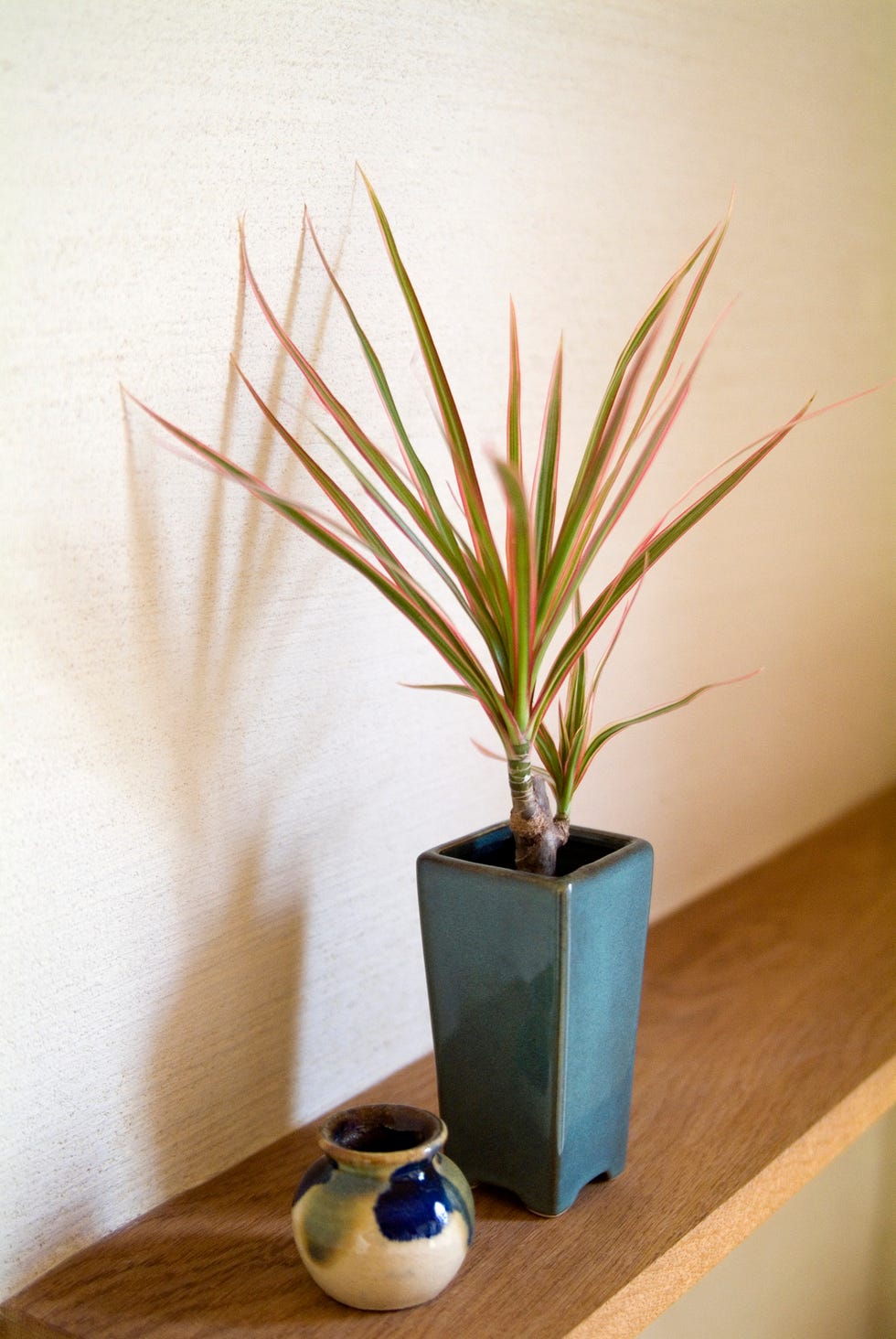 potted plant and pottery