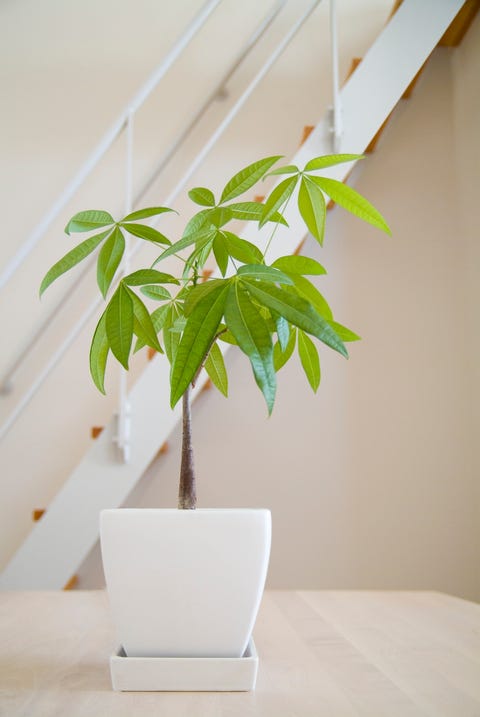 potted plant on table