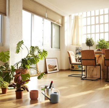 potted plants in domestic room
