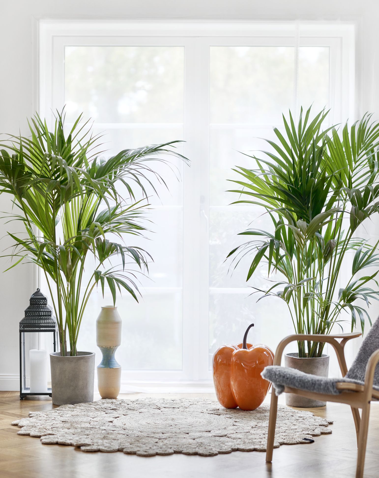 Large House Plants