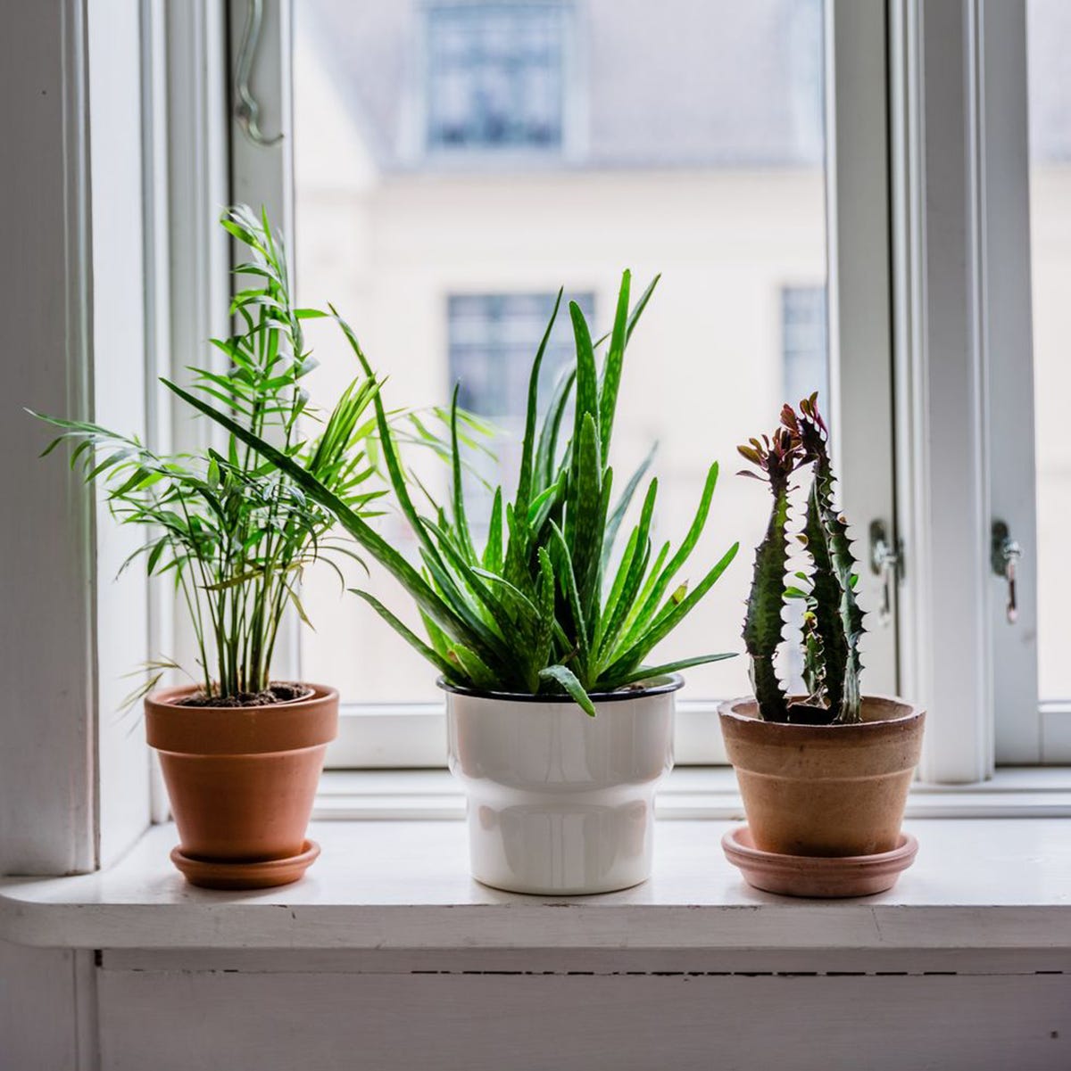 https://hips.hearstapps.com/hmg-prod/images/potted-plants-on-window-sill-at-home-royalty-free-image-1577134259.jpg?crop=1xw:0.49995xh;center,top&resize=1200:*