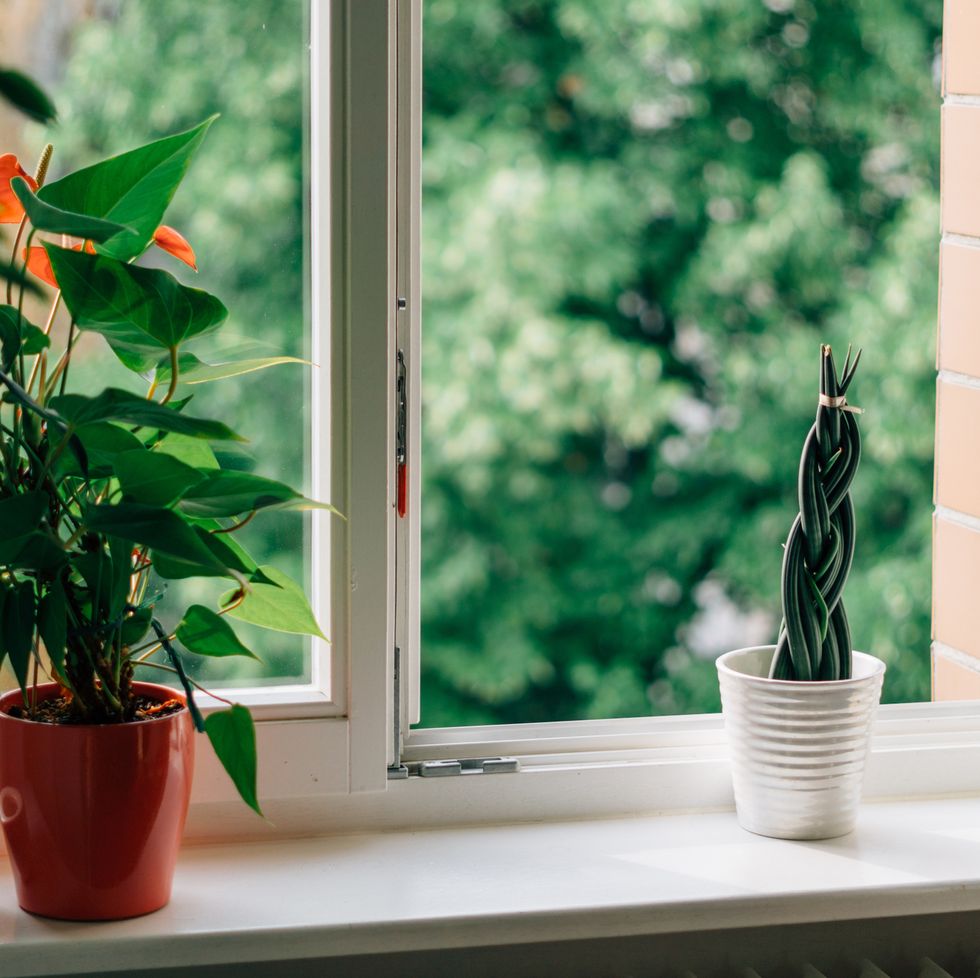potted plants on windowsill with open window