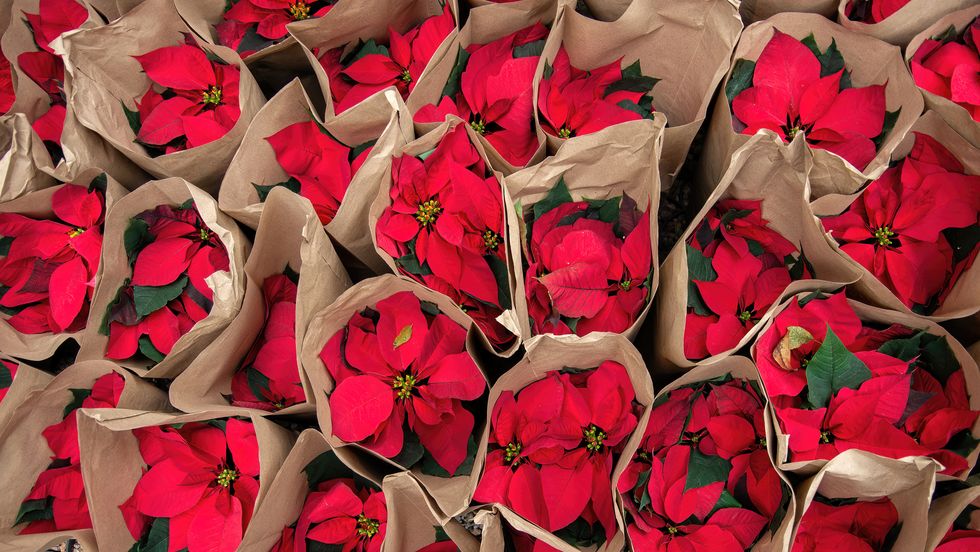 potted poinsettias in brown paper wrappers waiting to be planted in a flower bed