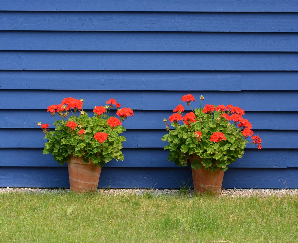potted red geraniums against blue house siding