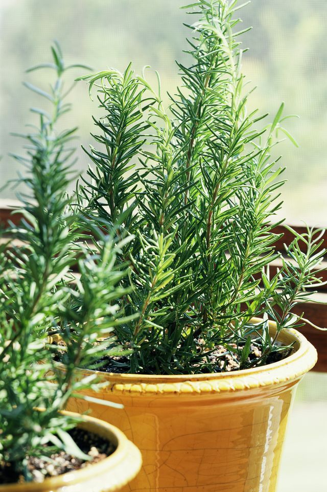 Rosemary in pot
