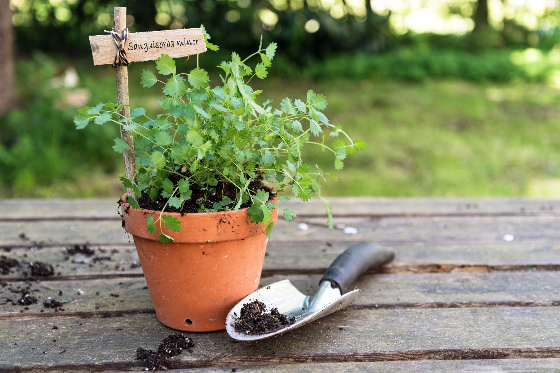 How to Start an Herb Garden | Herb Garden Ideas