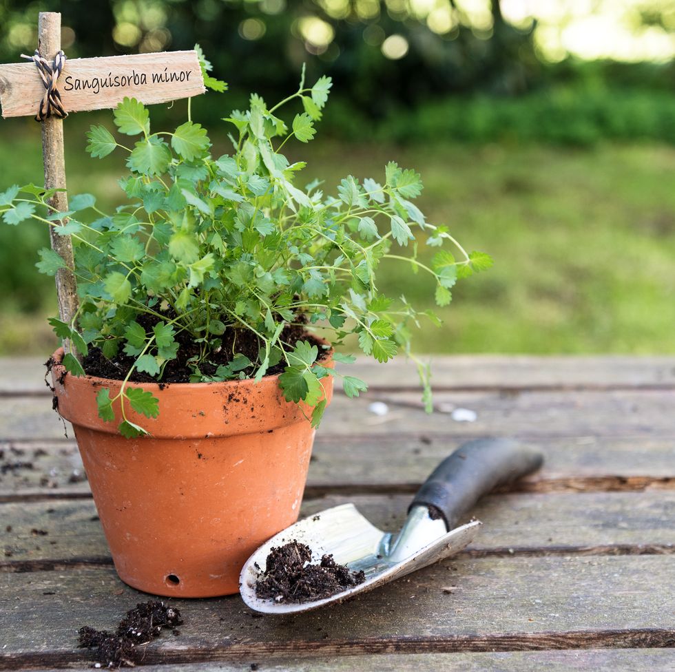 Grow These 13 Herbs in Pots for a Fragrant Garden Almost Anywhere
