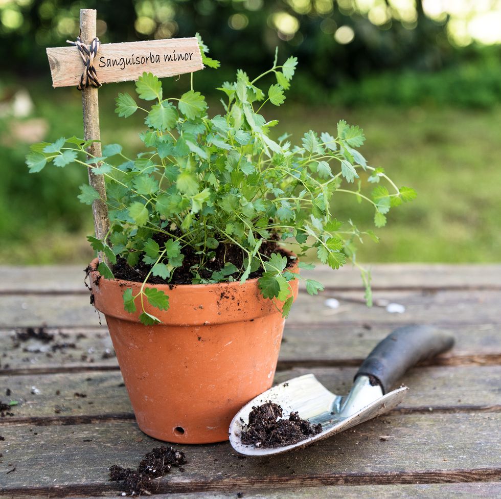 potted salad burnet sanguisorba minor with a wooden plant marker and a planting shovel on a rustic wooden table in the garden, copy space