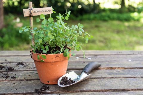 potted salad burnet sanguisorba minor with a wooden plant marker and a planting shovel on a rustic wooden table in the garden, copy space