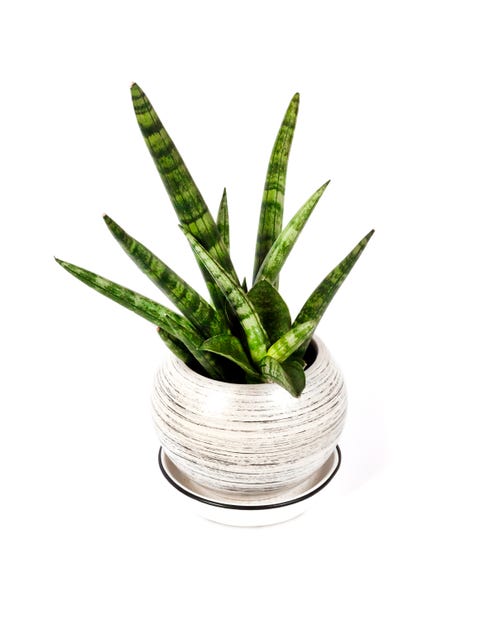 potted sansevieria cylindrica