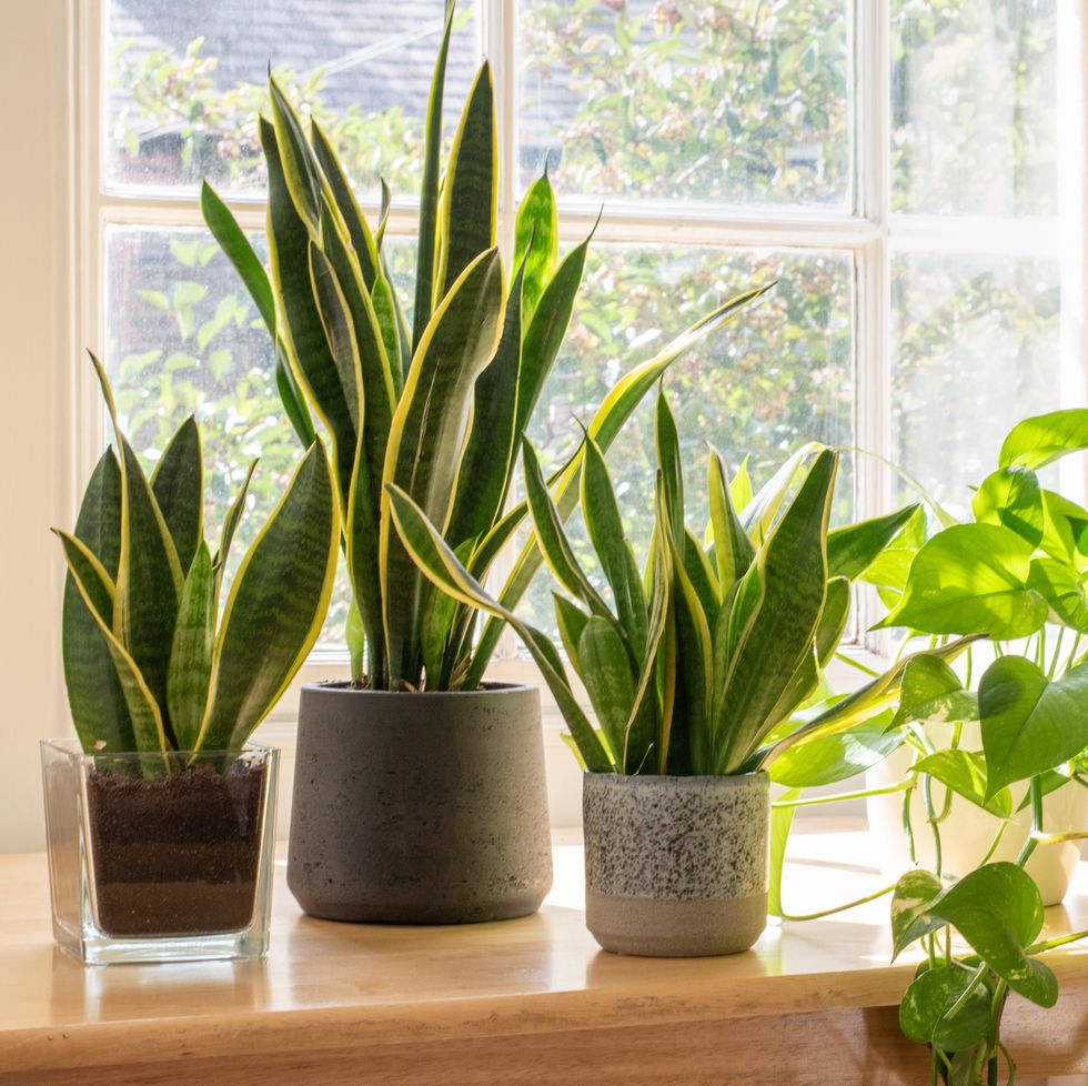 10 найкращих кімнатних рослин для вашого здоров’я