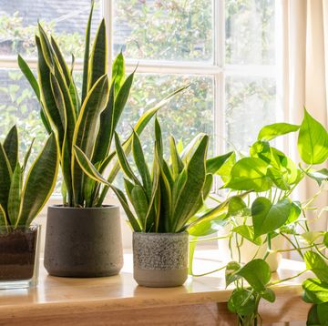 potted snake plants inside a beautiful new flat or apartment