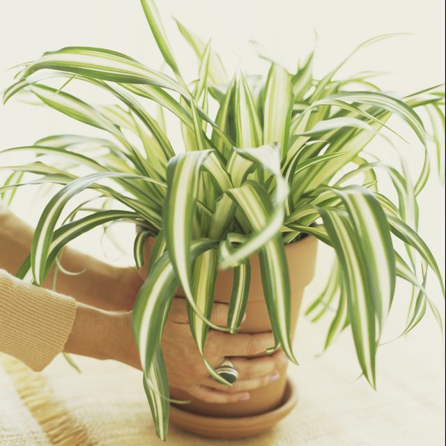 20 beautiful nontoxic houseplants safe for cats potted spider plant