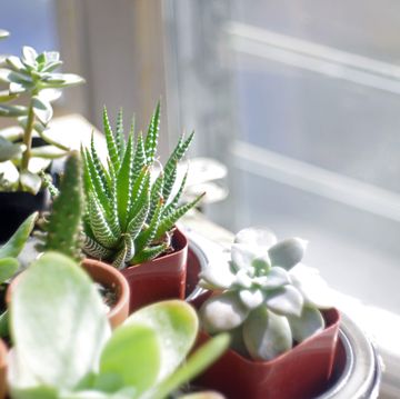 potted succulents by the window